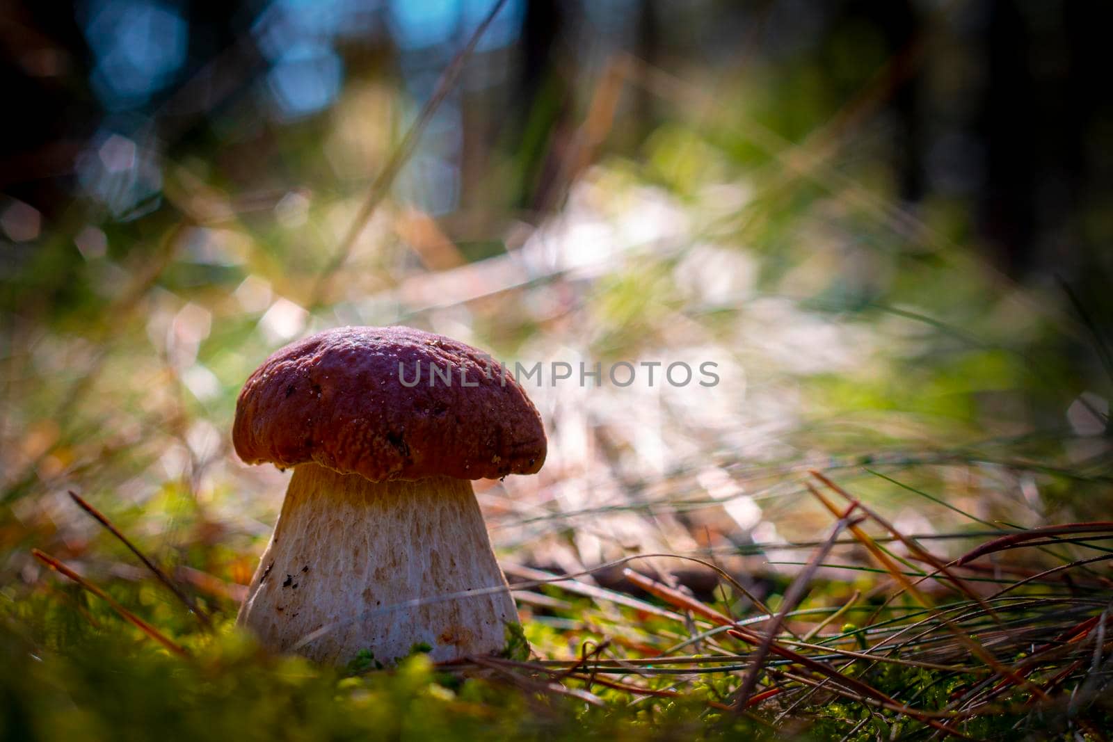 Brown cap big cep mushroom in wood. Royal porcini food. Boletus growing in wild forest
