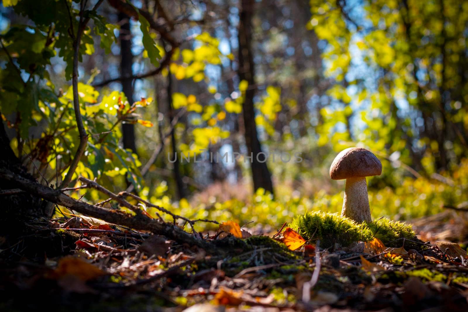 Mushroom grow in moss and coniferous wood. Royal porcini food in nature. Boletus growing in wild forest