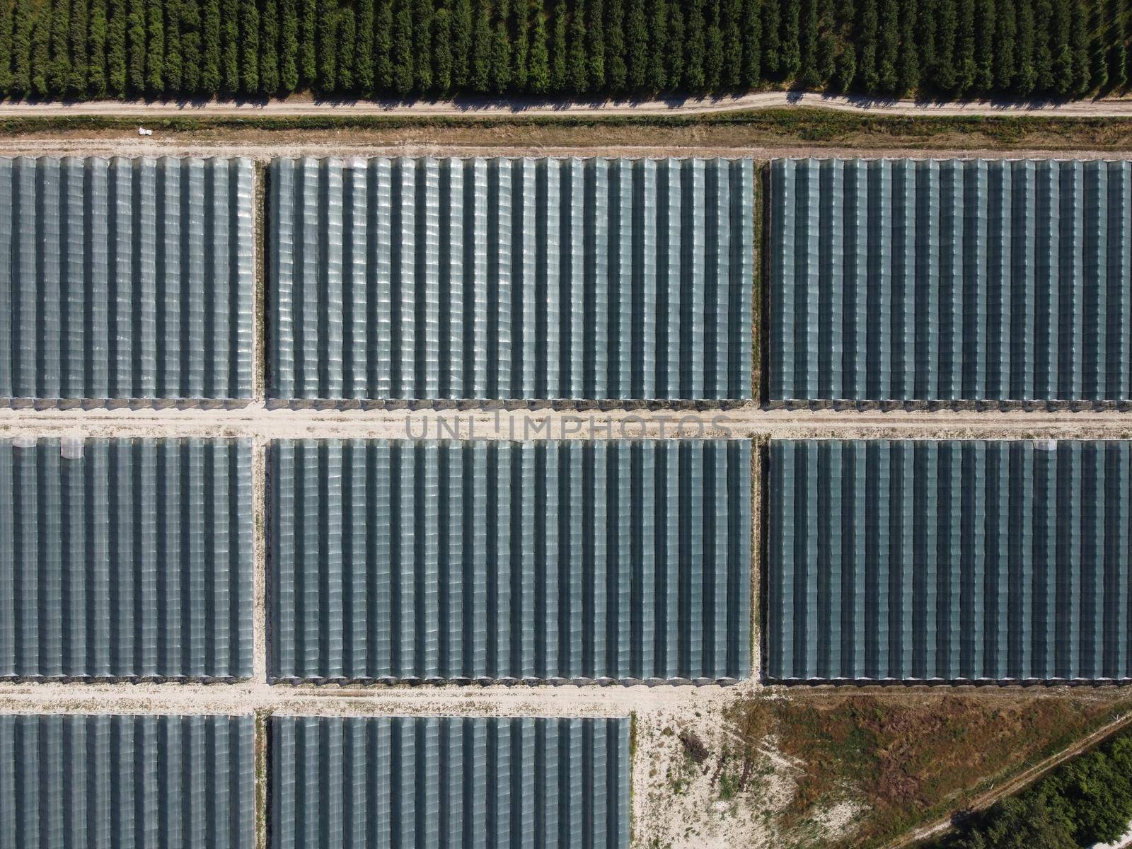 Aerial drone view of massive greenhouse for growing vegetables. Flying over large industrial greenhouses with transparent roof in evening.