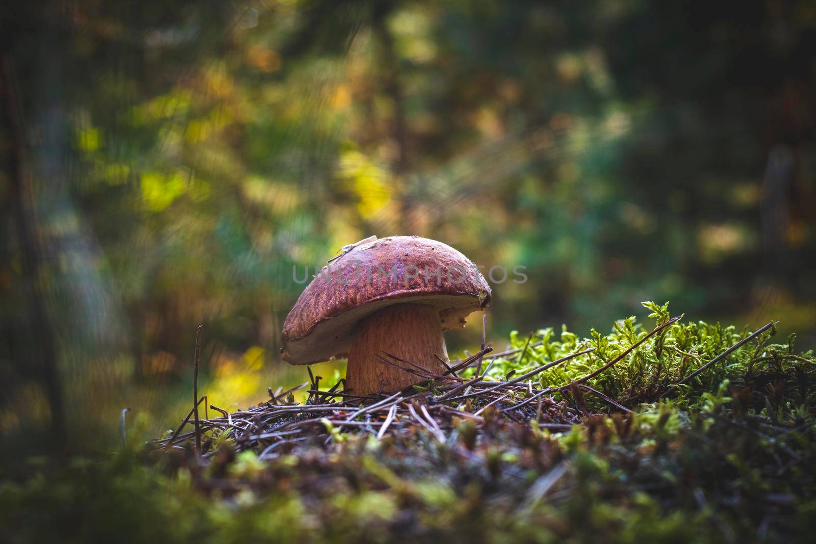 Porcini mushroom grow in autumn wood. Royal cep mushrooms food. Boletus growing in wild wood