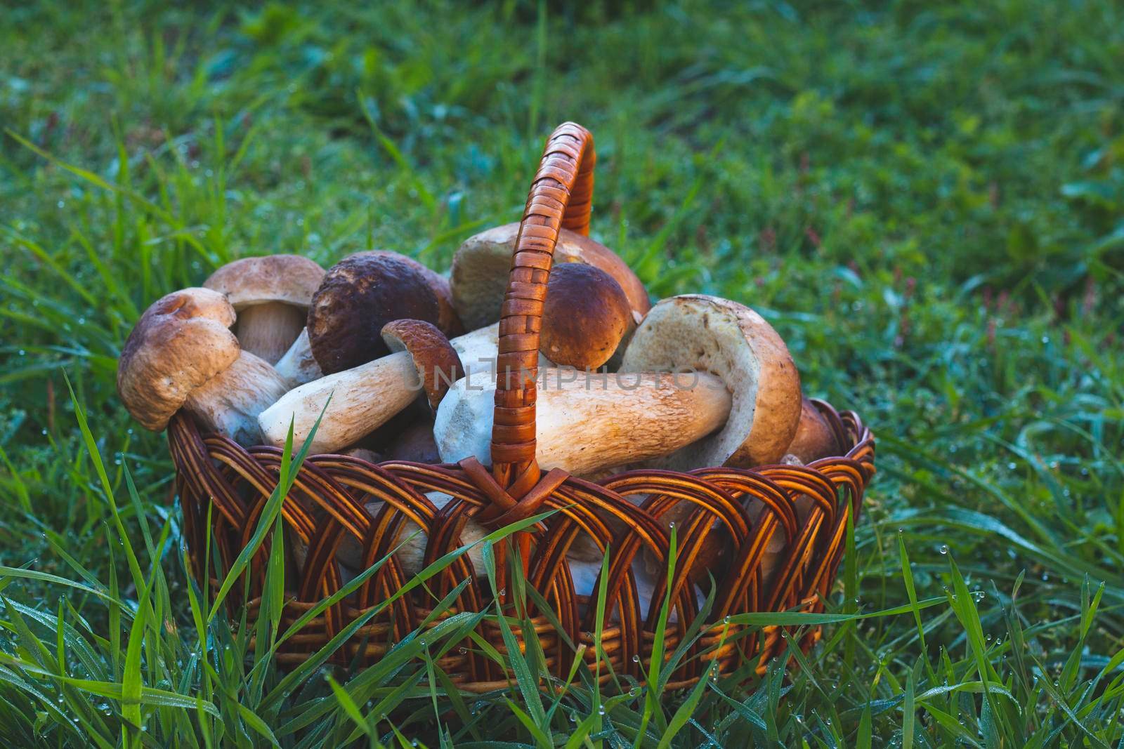 basket with cep mushrooms in grass by romvo