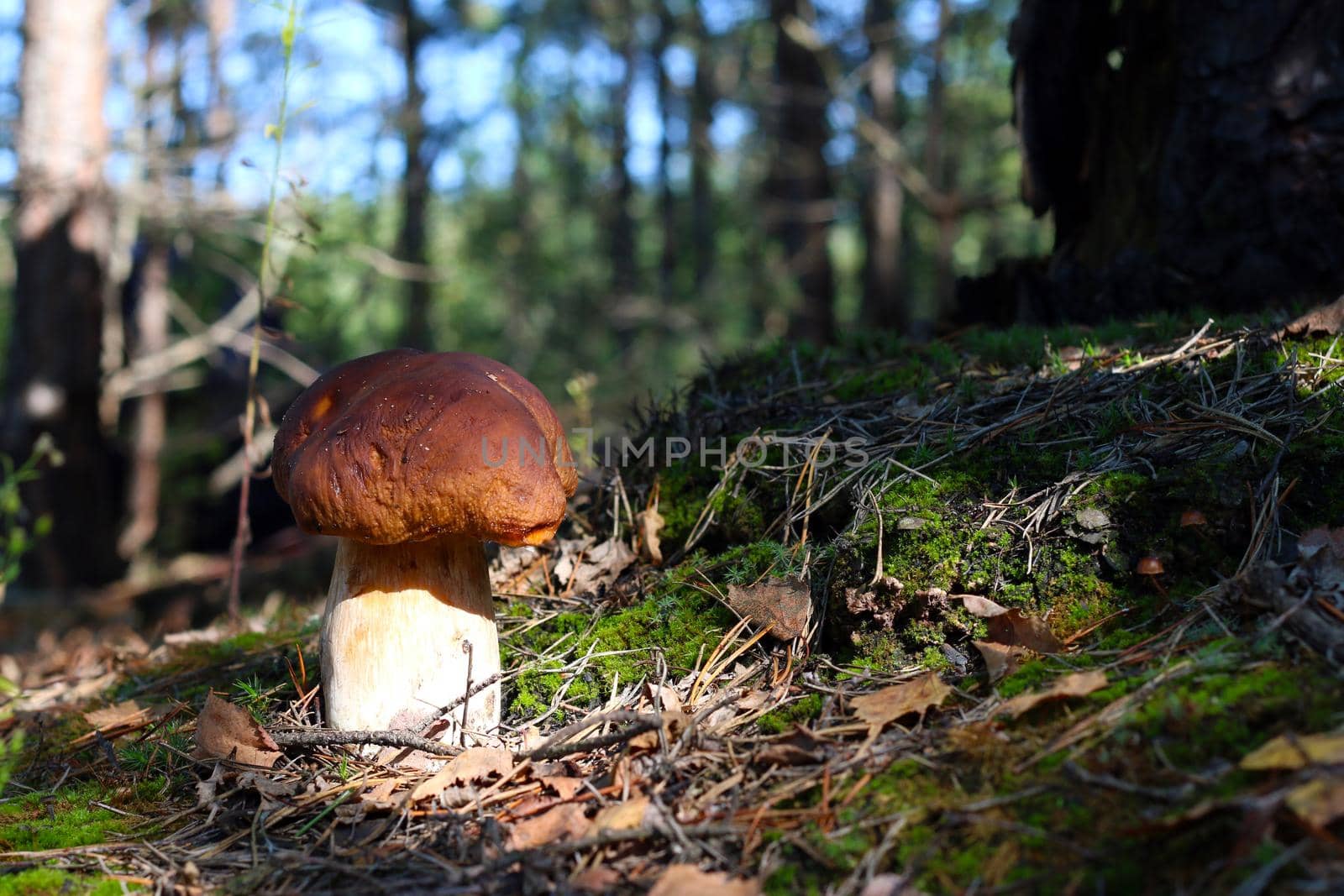 Cep mushroom grow in moss and coniferous forest. Royal porcini food in nature. Boletus growing in wild wood
