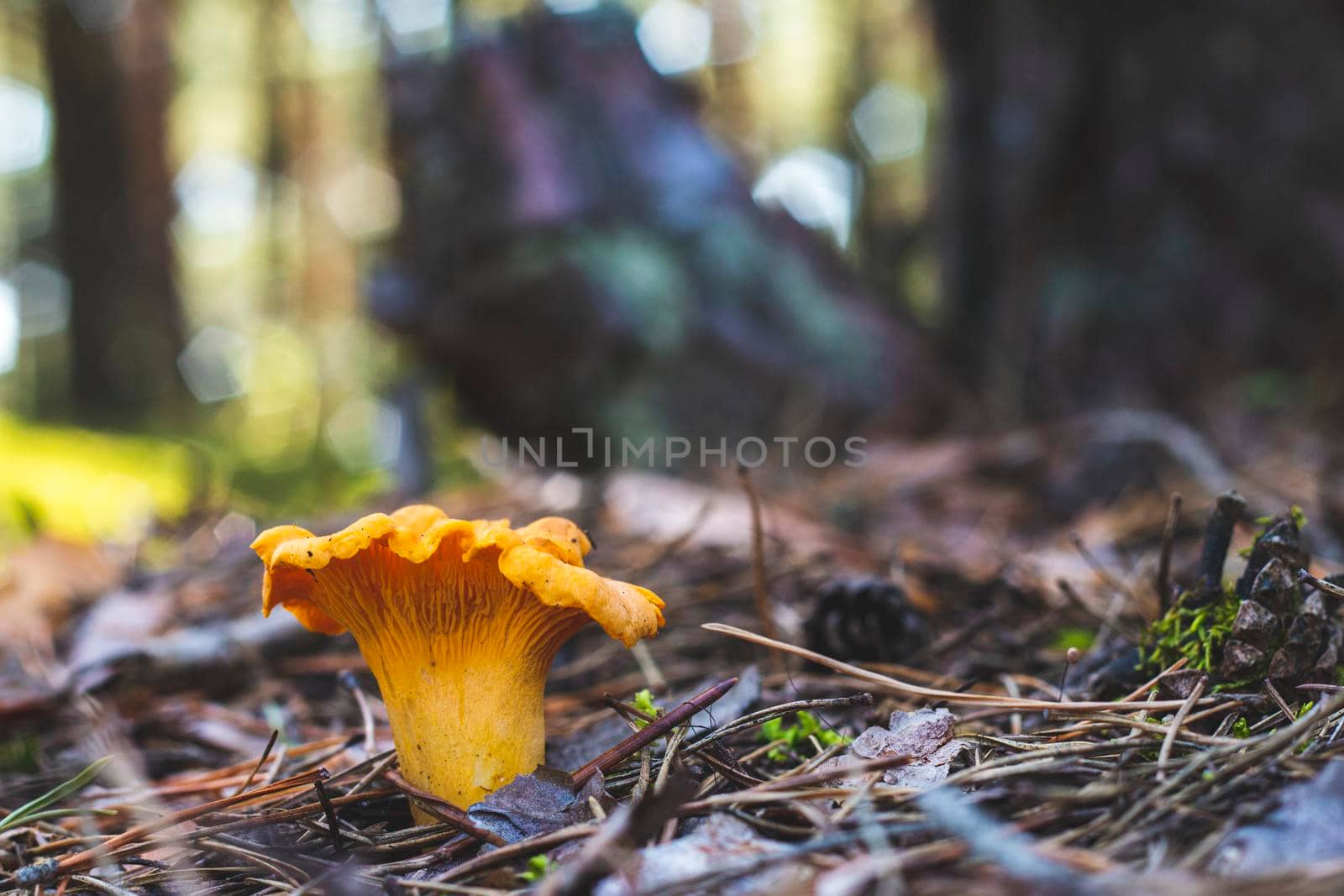 Chanterelle mushroom grows in forest. Yellow mushrooms food in nature. Boletus growing in wild wood