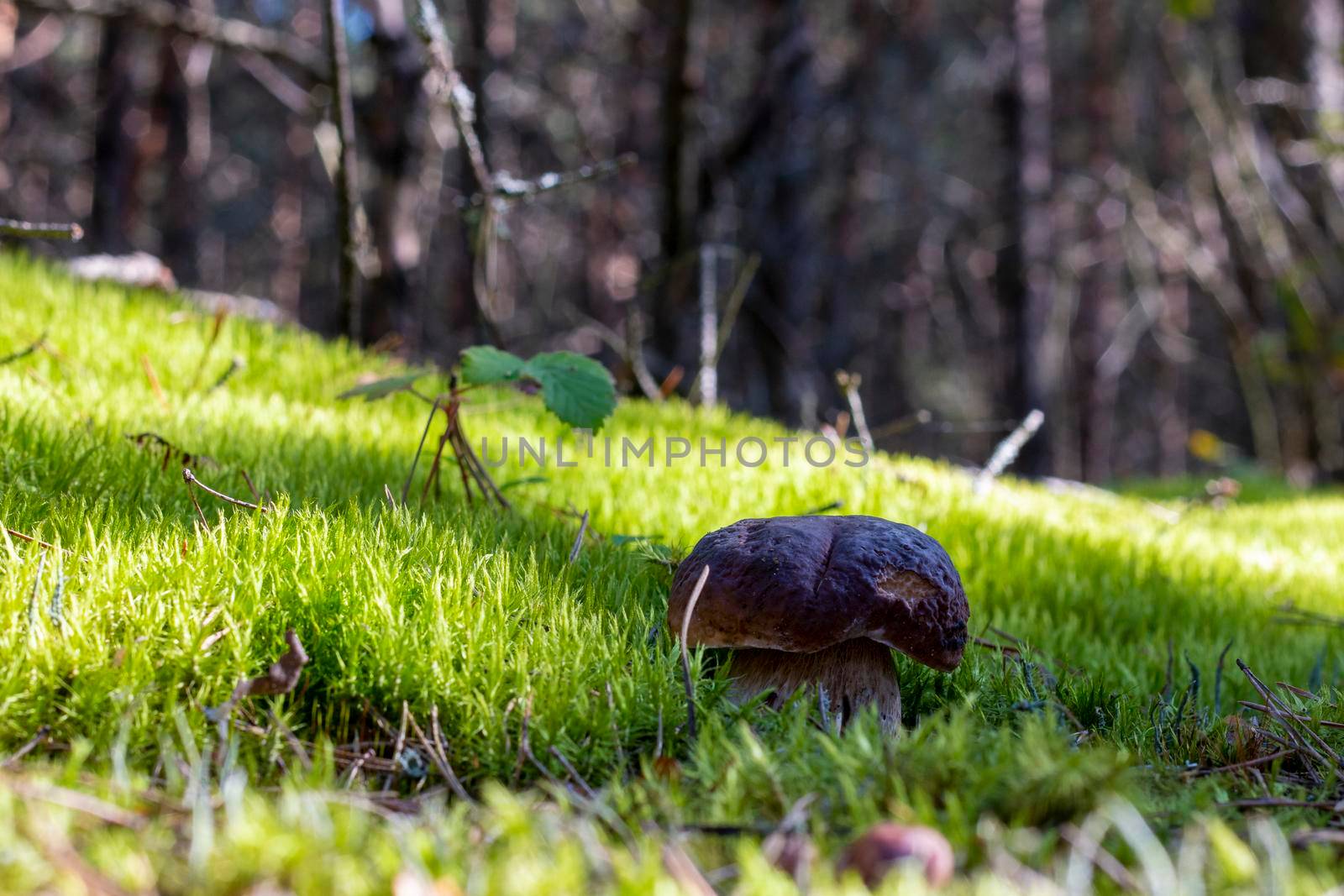 Porcini mushrooms in moss. Royal cep mushrooms food. Boletus growing in wild wood
