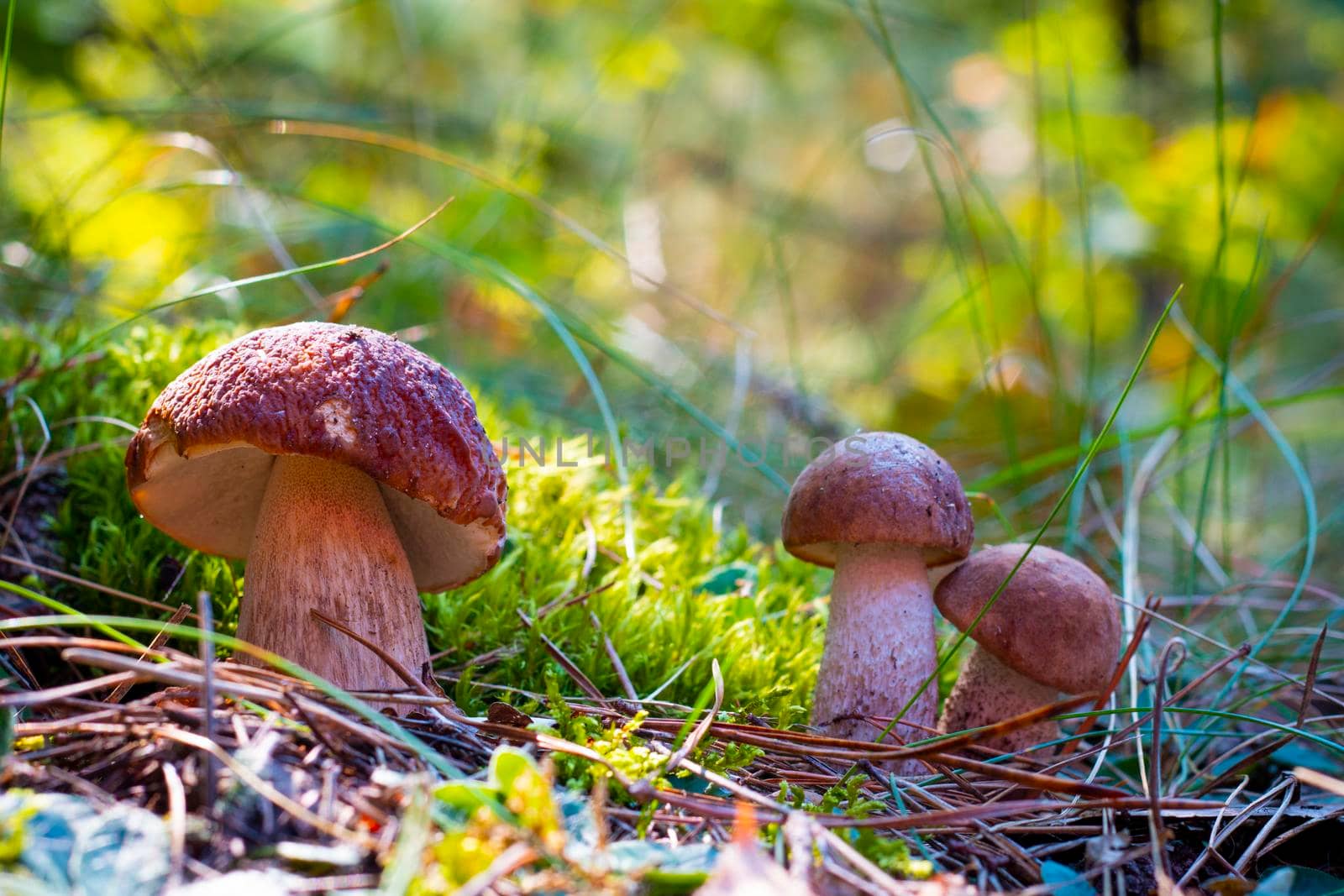 Three porcini mushrooms grow in autumn forest. Royal cep mushrooms food. Boletus growing in wild nature