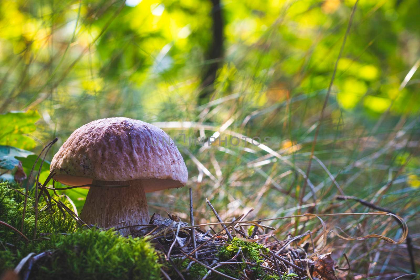 Edible porcini mushroom grow in wood. Royal cep mushrooms food. Boletus growing in wild nature