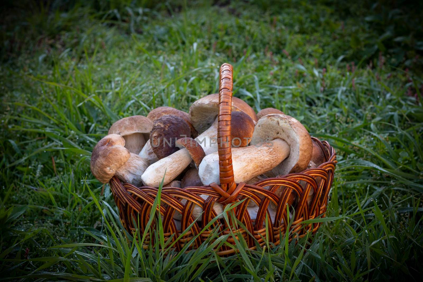 basket with cep mushrooms by romvo