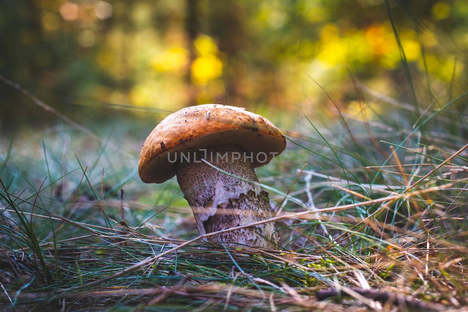 Edible boletus mushroom grow in forest. Wide thick Leccinum mushroom growing in wild wood