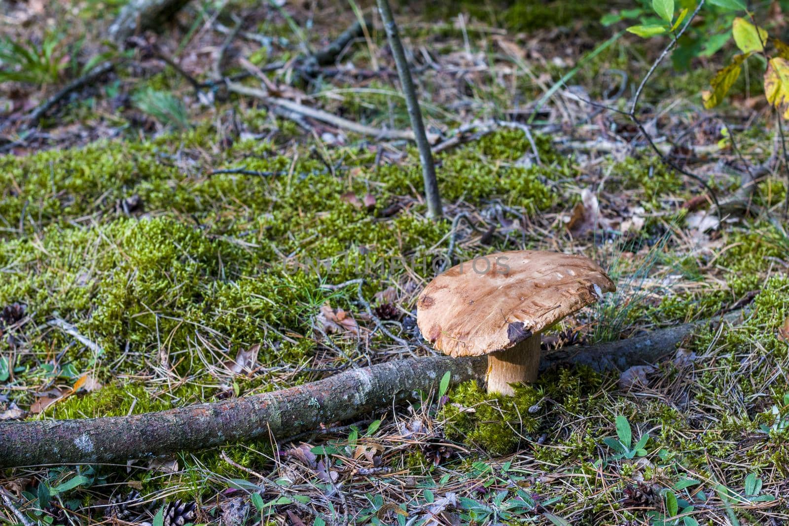Big old cep mushroom grows in moss forest. Royal porcini food in nature. Boletus growing in wild wood