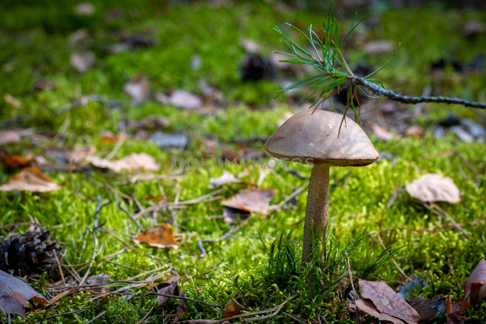 Boletus edulis mushroom grow in moss. Brown cap mushrooms in forest