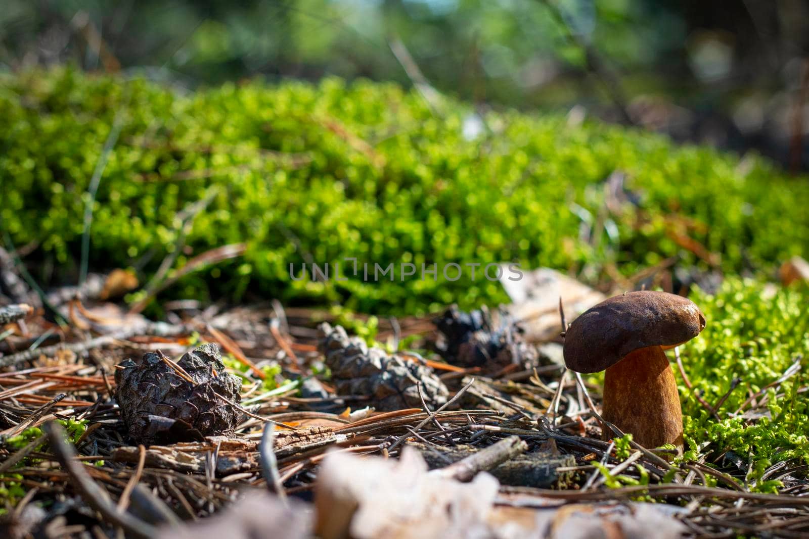 Brown cap mushroom grows in moss wood. Royal porcini food in nature. Boletus growing in wild wood