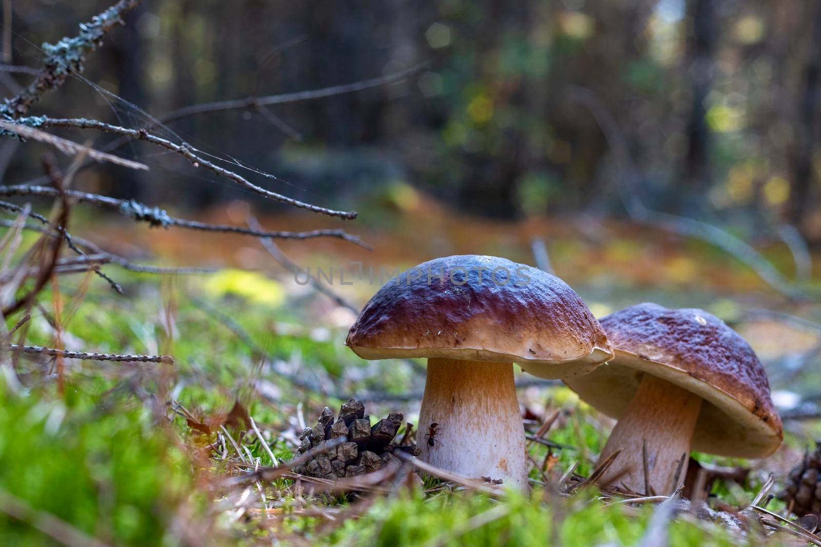 Two edible porcini mushrooms grow in moss. Royal cep mushrooms food. Boletus growing in wild nature