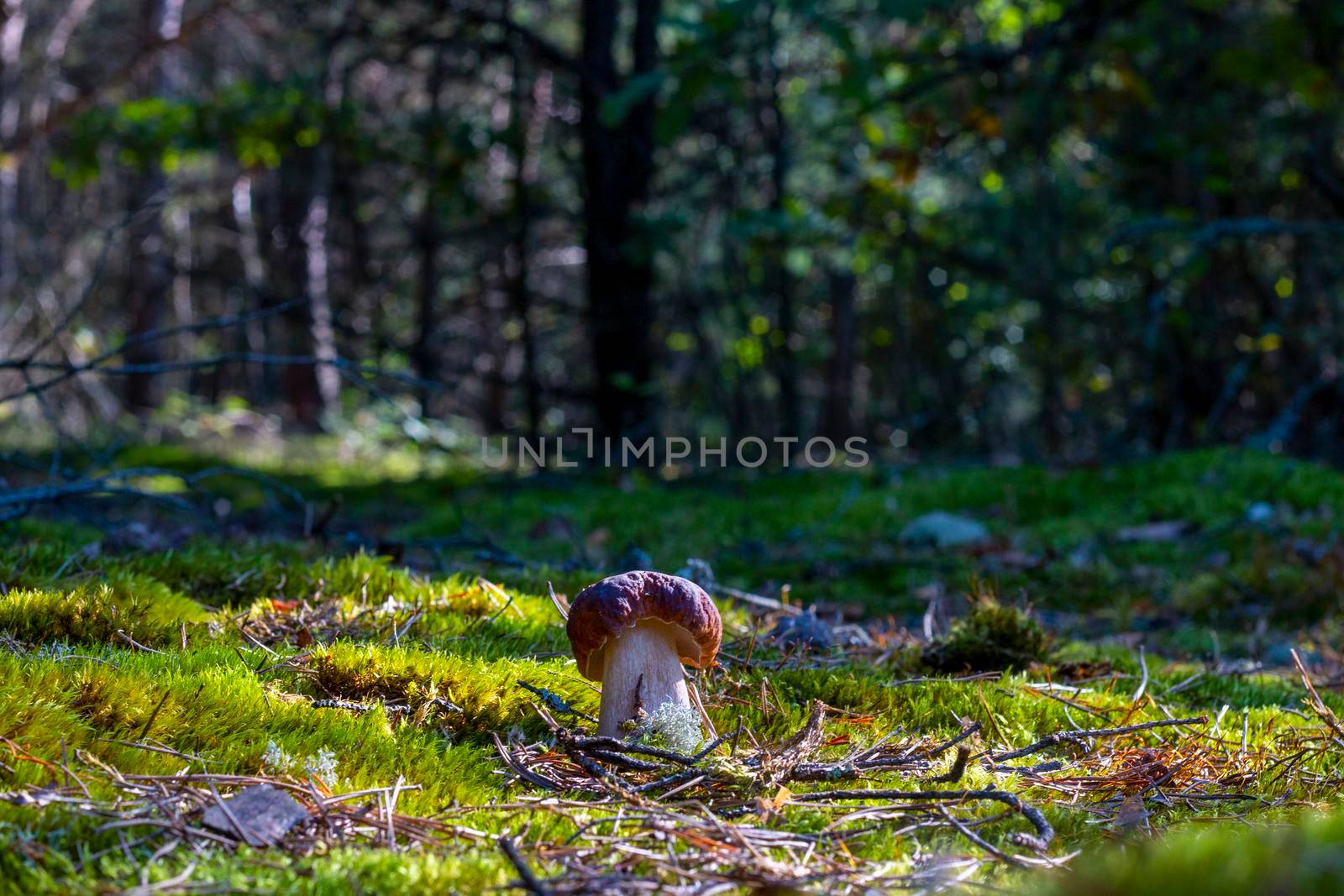 Small porcini mushroom grow in nature. Royal cep mushrooms food. Boletus growing in wild wood