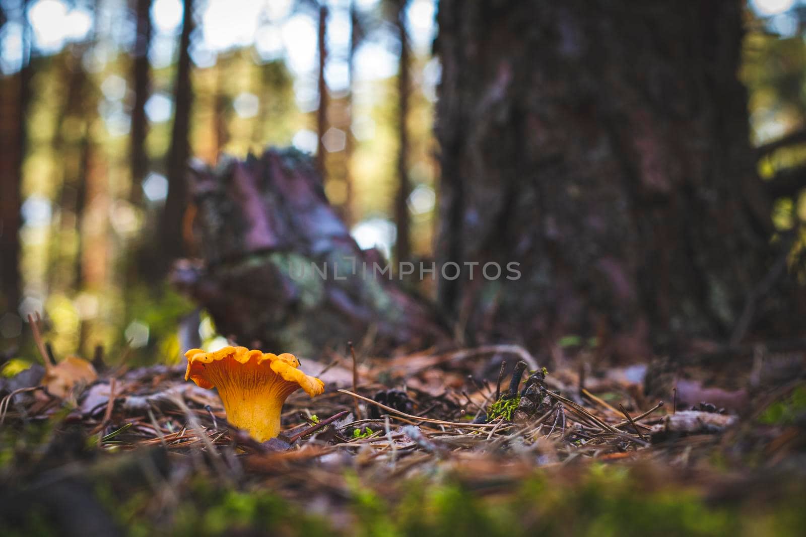 Chanterelle mushroom grows in forest. Yellow mushrooms food in nature. Boletus growing in wild wood