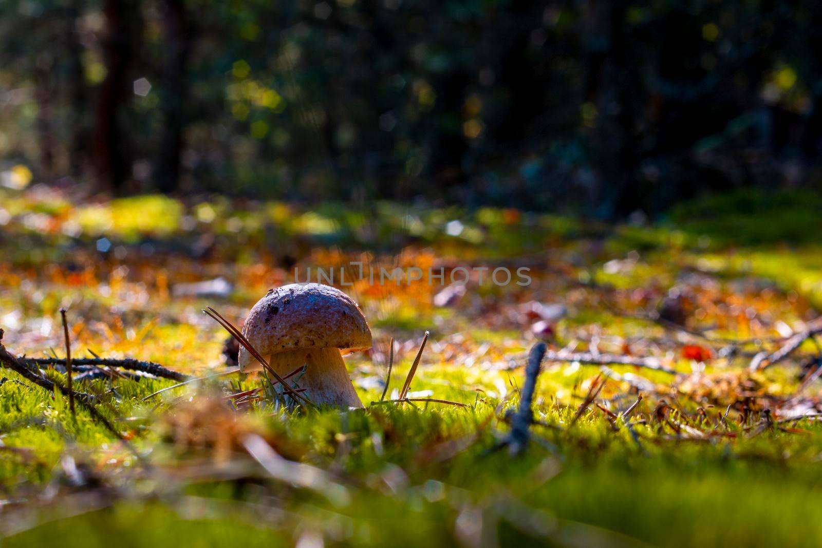 Small cep mushroom silhouette in moss. Royal cep mushrooms food. Boletus growing in wild wood