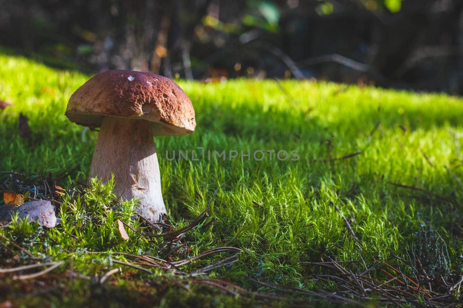 Big porcini mushroom grow in moss forest. Royal cep mushrooms food. Boletus growing in wild wood