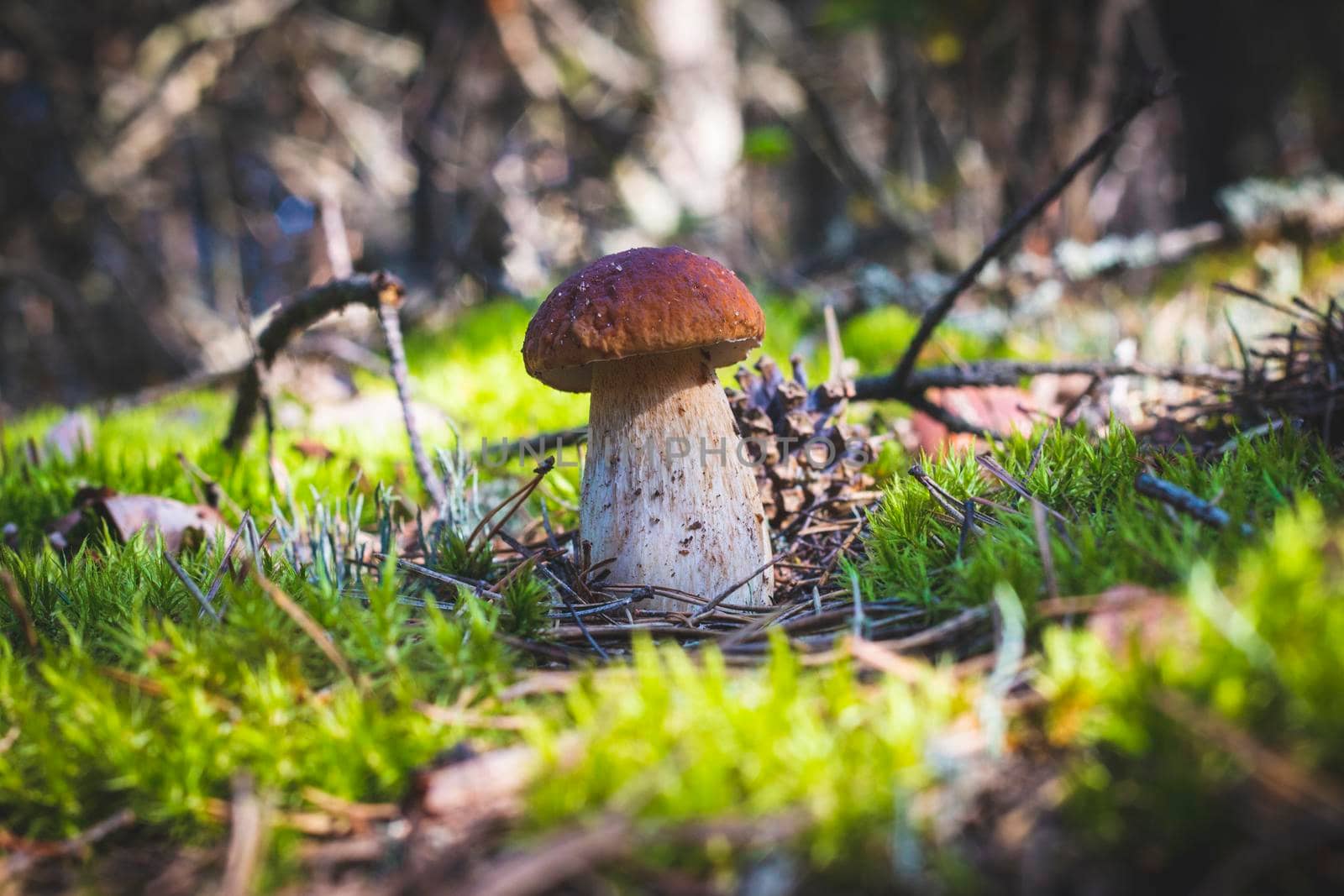 Porcini mushroom in moss. Royal cep mushrooms food. Boletus growing in wild wood