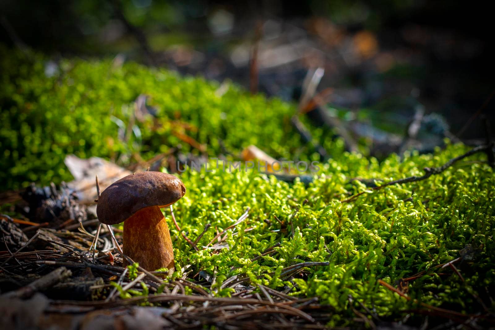 Brown cap mushroom grows in moss forest Royal porcini food in nature. Boletus growing in wild wood