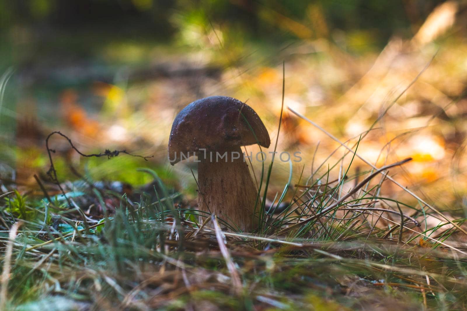 Small edible porcini mushroom grow in forest Royal cep mushrooms food. Boletus growing in wild nature