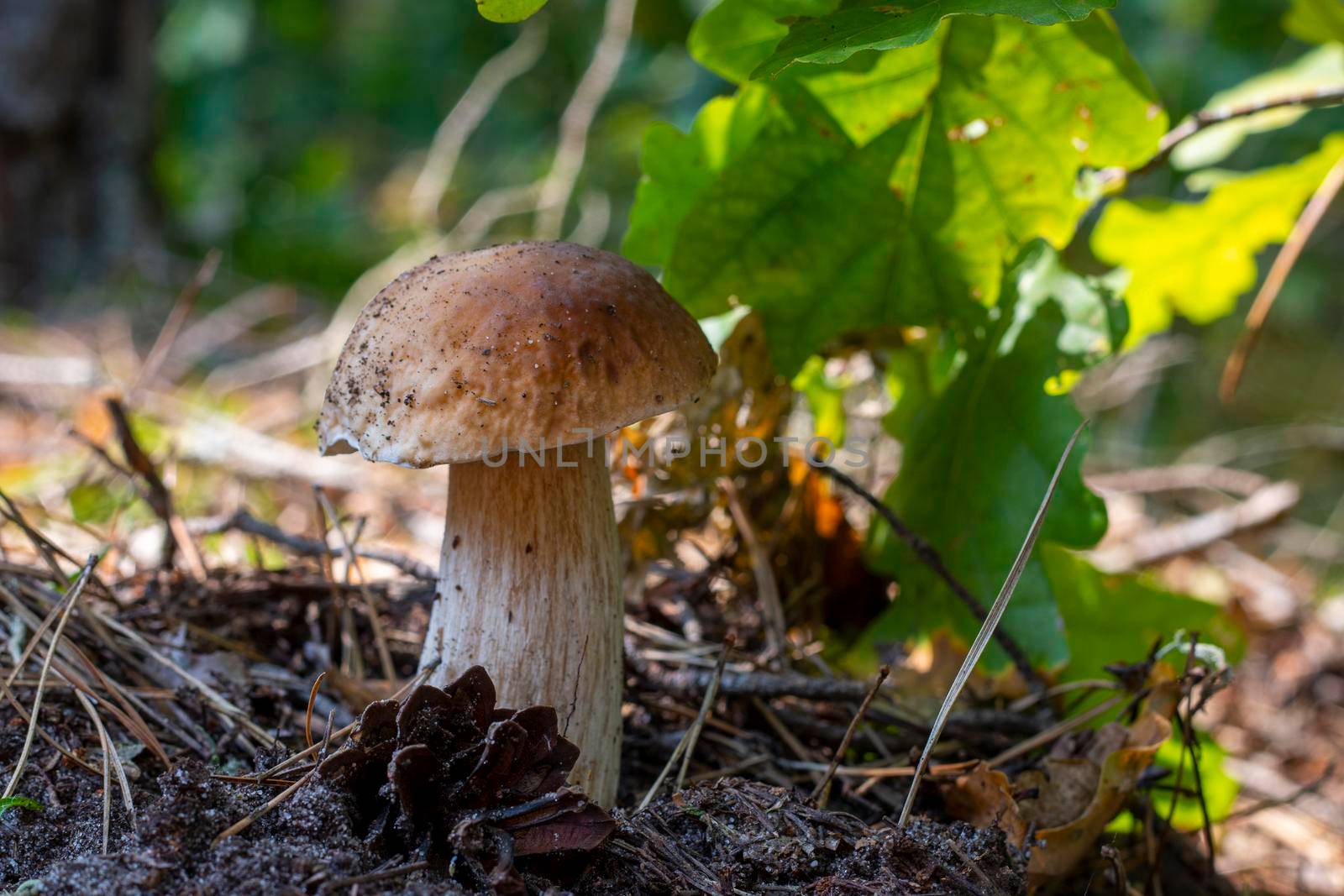 Edible cep mushroom grow in wood. Royal cep mushrooms food. Boletus growing in wild nature