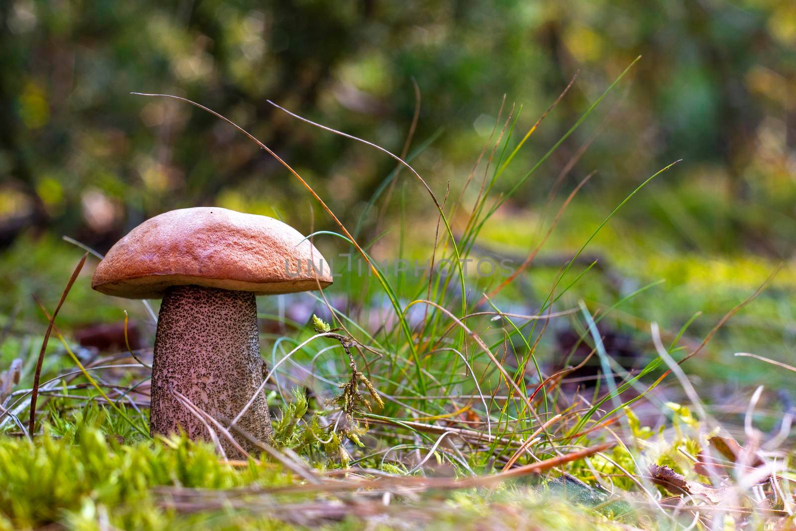 Orange cap mushroom grow in autumn wood. Fungus mushroom growing in wild wood