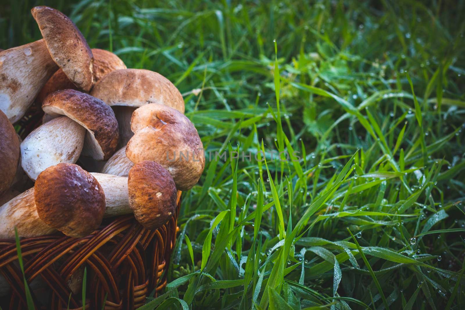 cep mushrooms in basket and wet grass by romvo