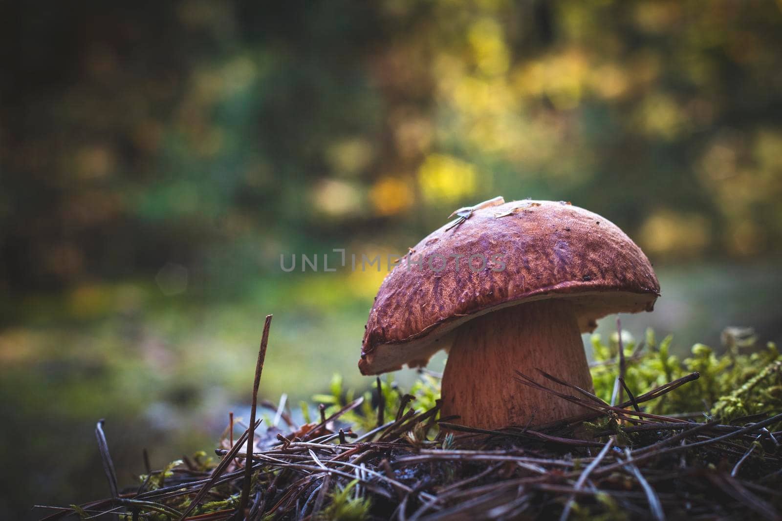 Big porcini mushroom grow in autumn wood. Royal cep mushrooms food. Boletus growing in wild wood