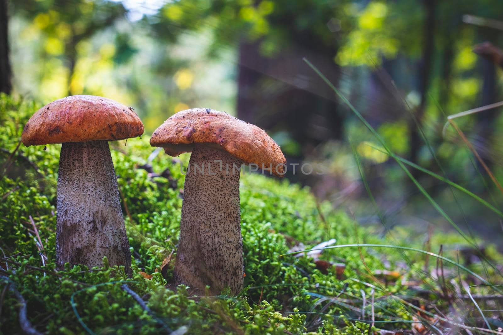 Two boletus edulis mushrooms grows. Orange cap mushrooms in forest