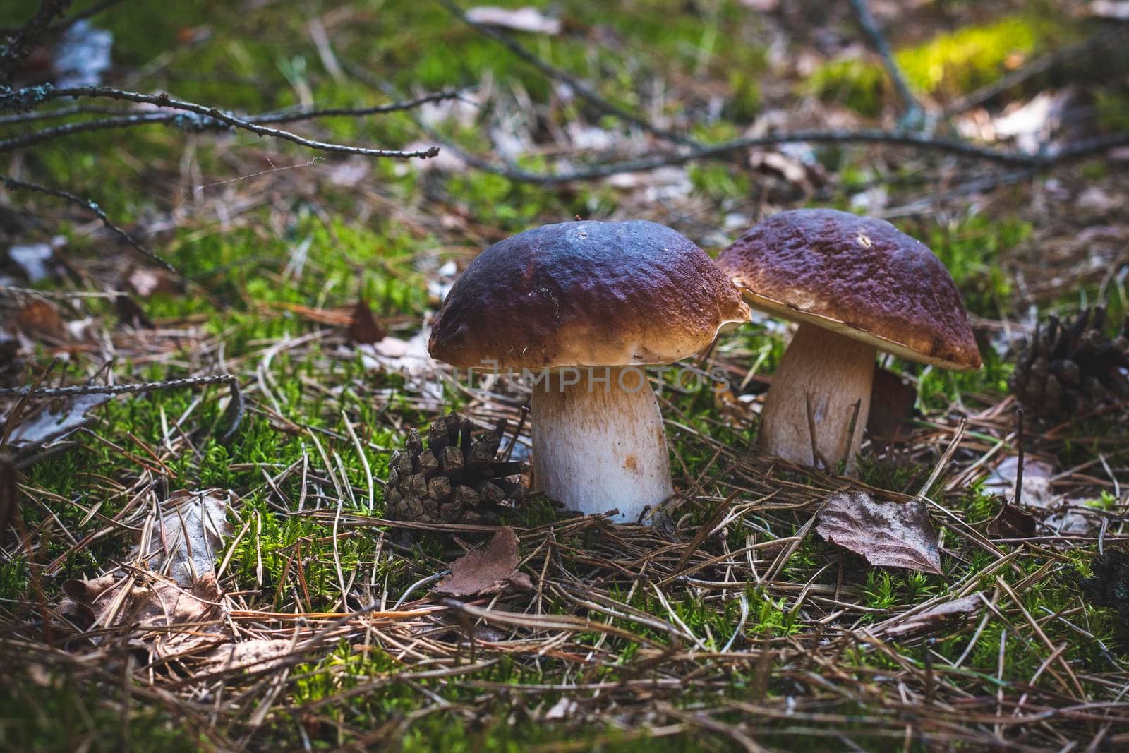 Two edible porcini mushrooms grows. Royal cep mushrooms food. Boletus growing in wild nature