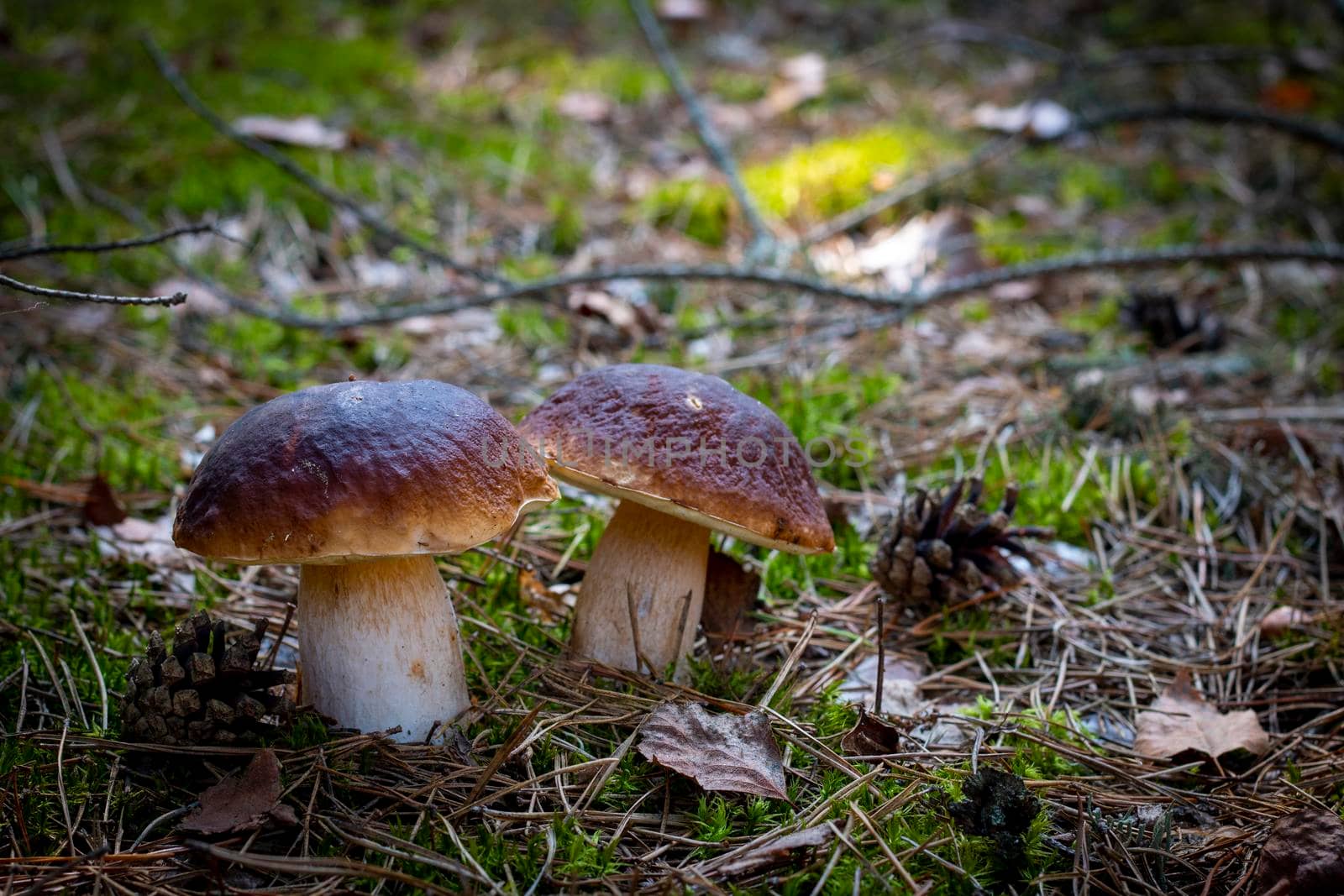 Two edible porcini mushrooms grow in forest. Royal cep mushrooms food. Boletus growing in wild nature