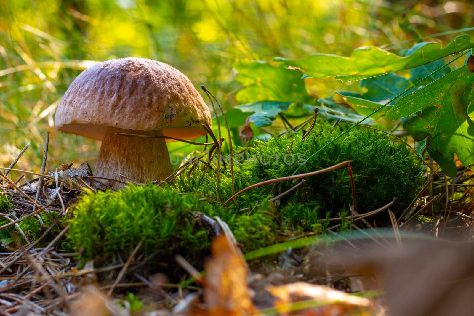 Edible porcini mushroom grow in autumn wood. Royal cep mushrooms food. Boletus growing in wild nature