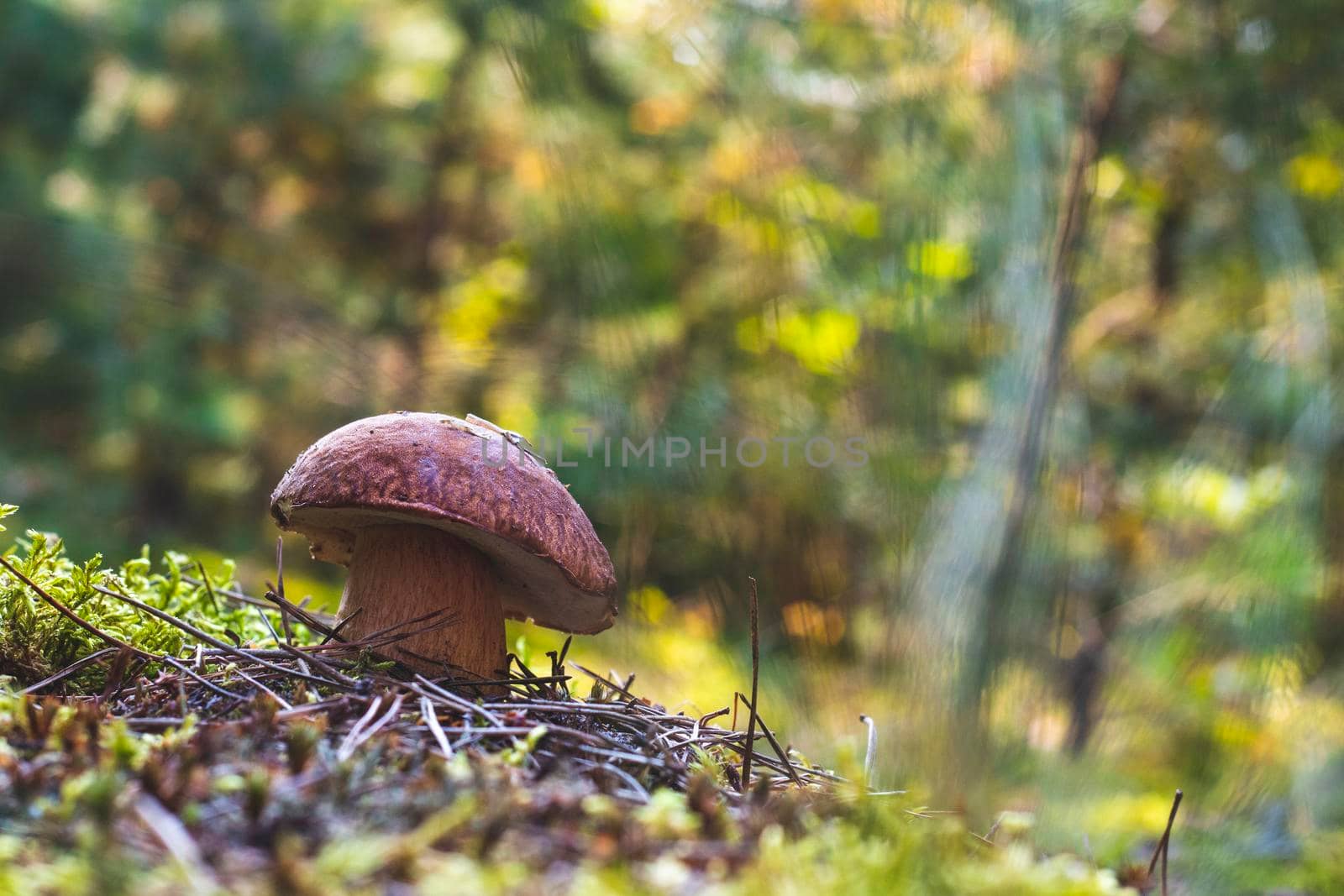Porcini mushroom grow in autumn forest. Royal cep mushrooms food. Boletus growing in wild wood