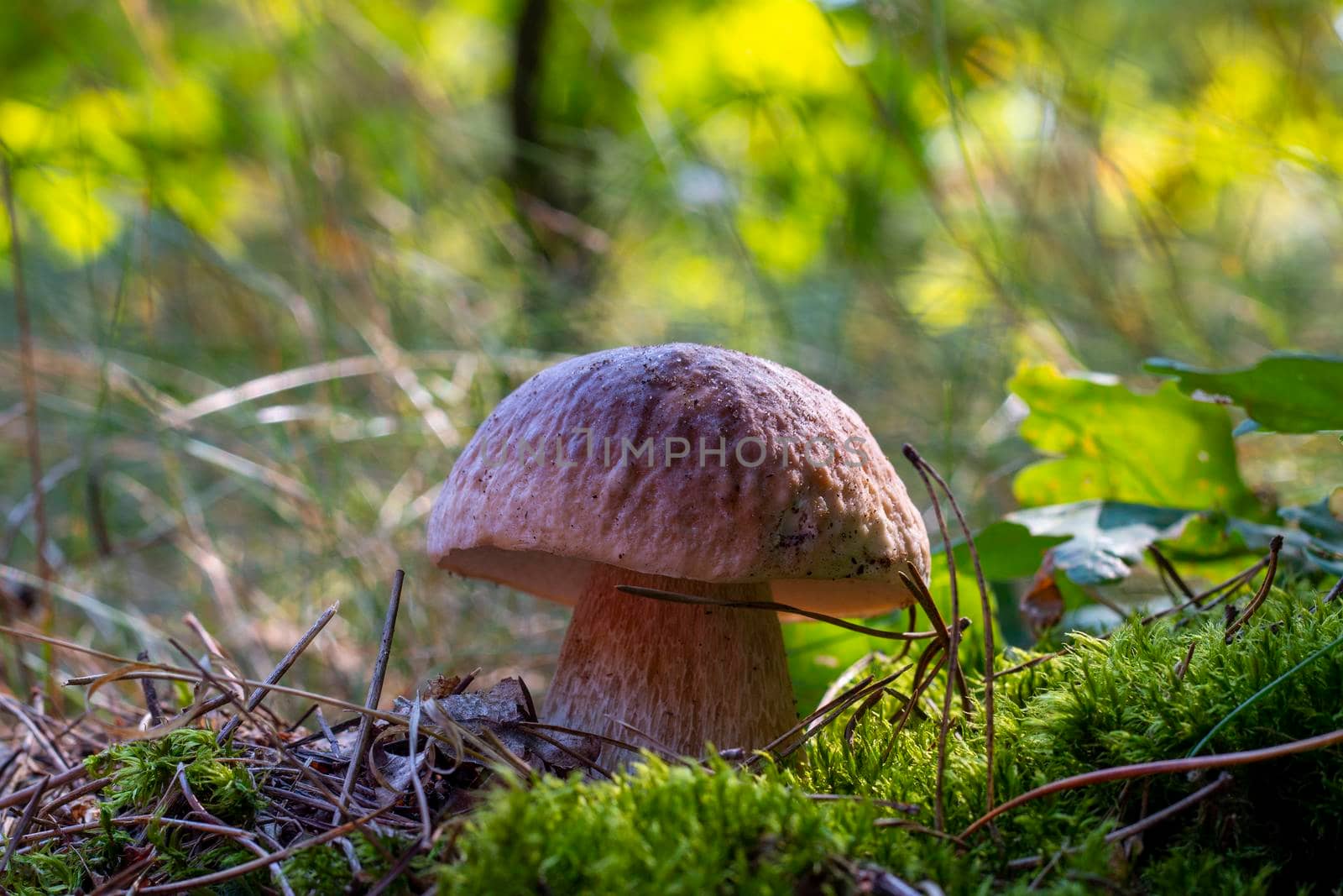 Edible porcini mushroom grow in season forest. Royal cep mushrooms food. Boletus growing in wild nature