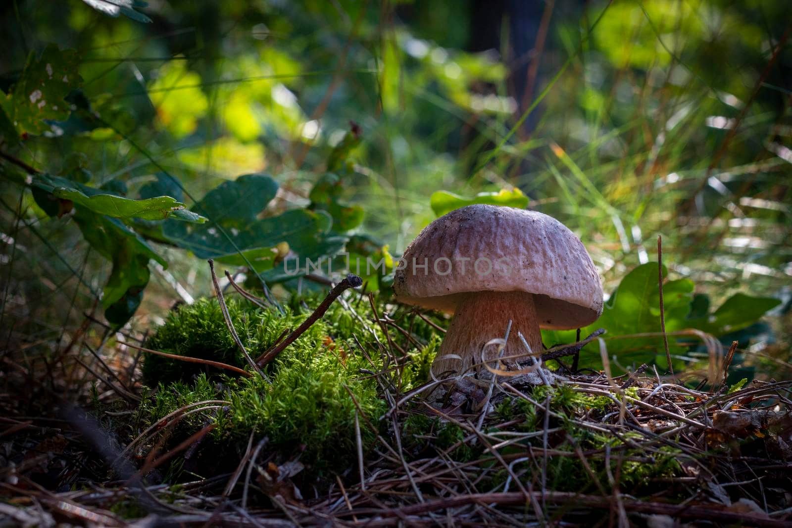Edible porcini mushroom in forest. Royal cep mushrooms food. Boletus growing in wild nature