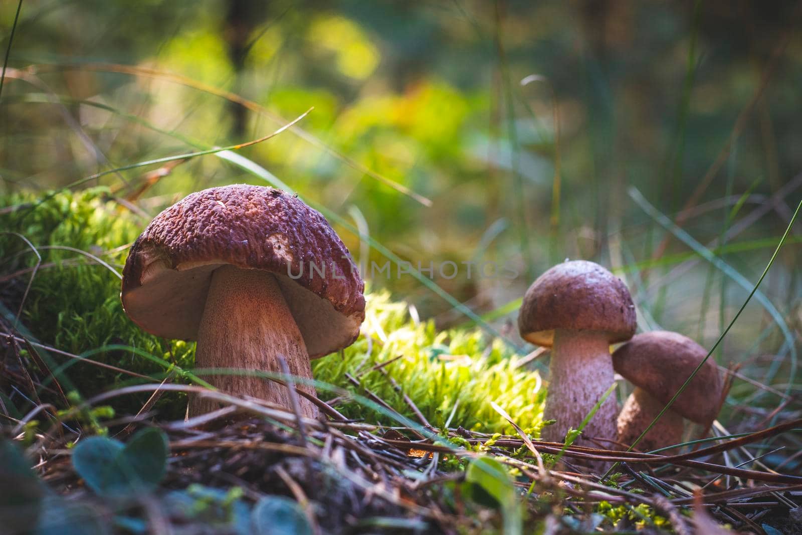 Three edible porcini mushrooms grow in forest. Royal cep mushrooms food. Boletus growing in wild nature