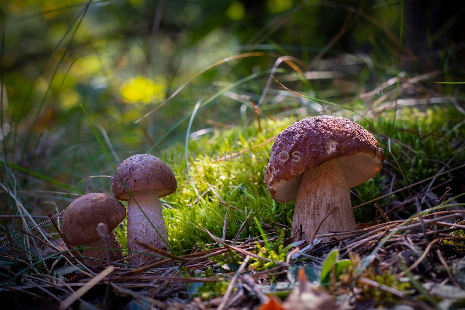 Three cep mushrooms grow in autumn wood. Royal cep mushrooms food. Boletus growing in wild nature