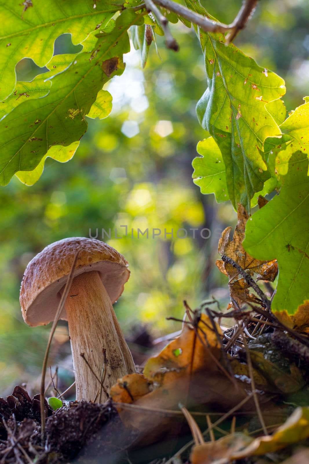 Edible cep mushroom grow in oak forest. Royal cep mushrooms food. Boletus growing in wild nature
