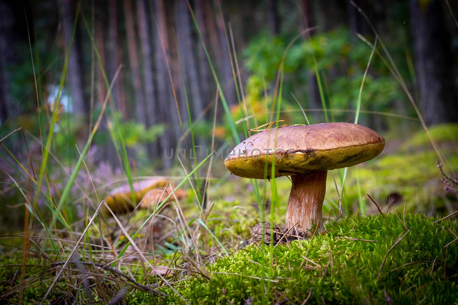 Big edible mushroom grows in moss. Cep mushrooms food. Boletus growing in wild nature