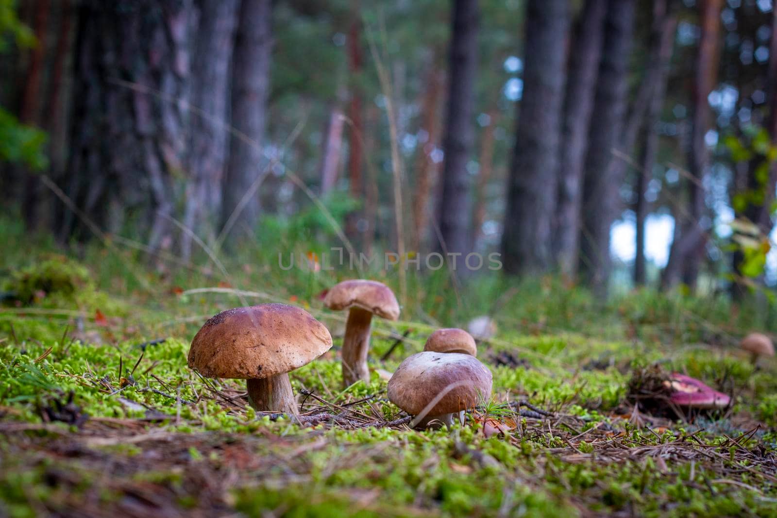 Many brown cap edible mushrooms grows. Cep mushrooms food. Boletus growing in wild nature