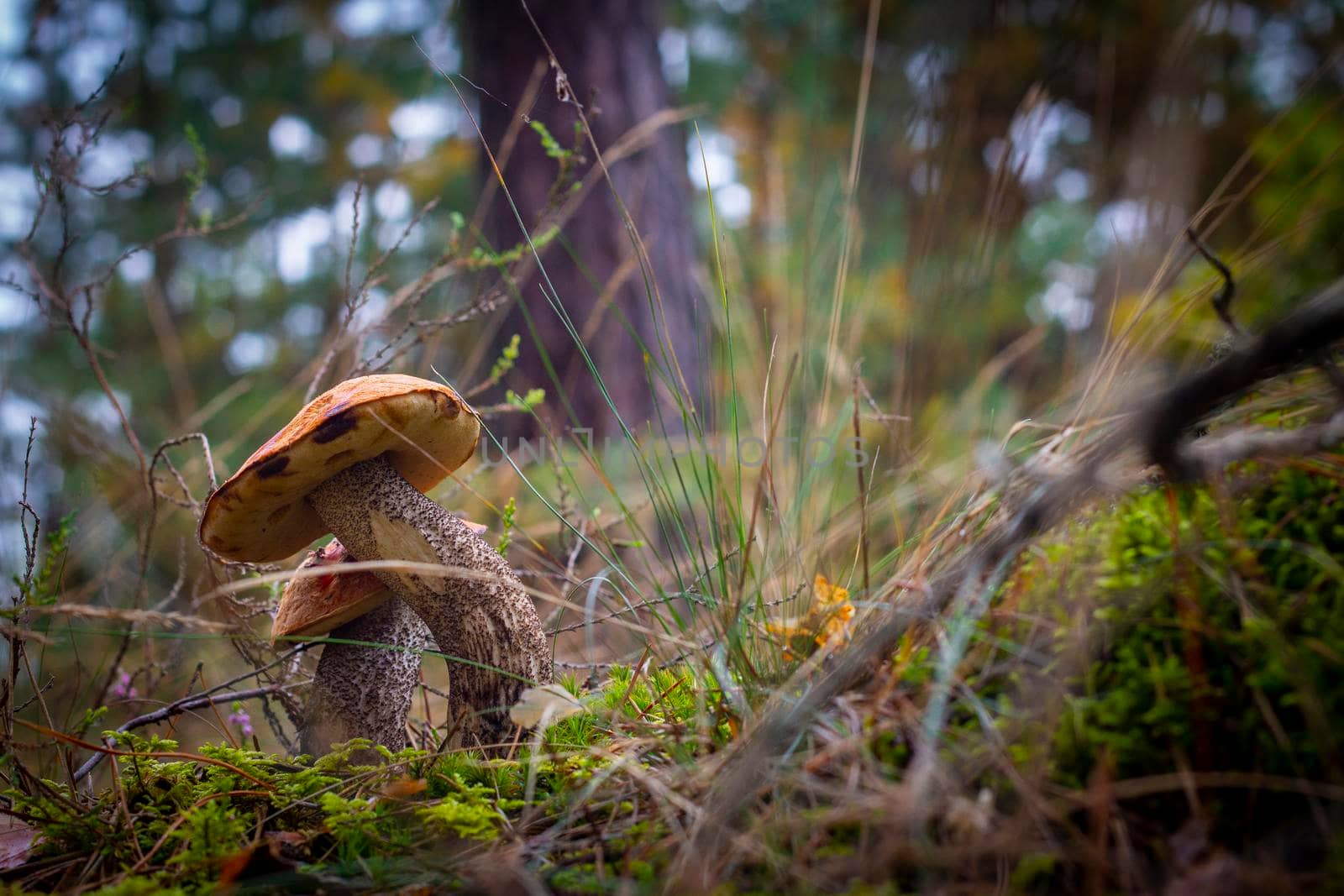 Two boletus edulis mushrooms in wood. Orange cap mushrooms in forest