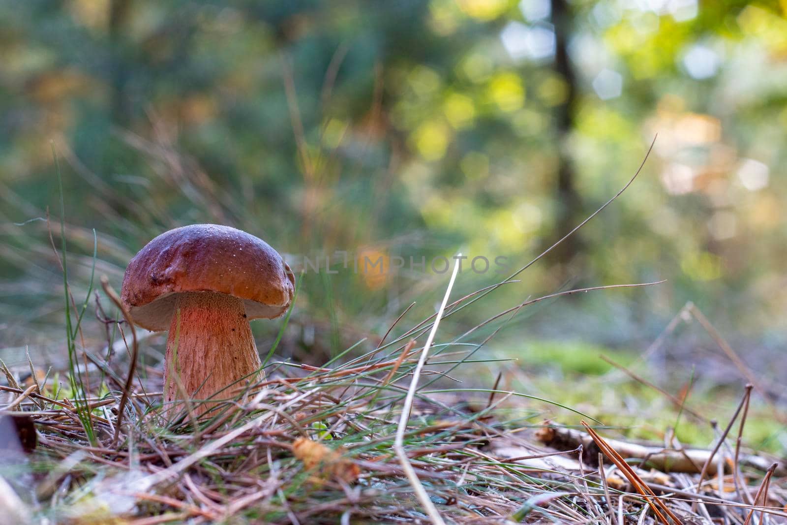 Edible cep mushroom grow in coniferous wood. Royal cep mushrooms food. Boletus growing in wild nature