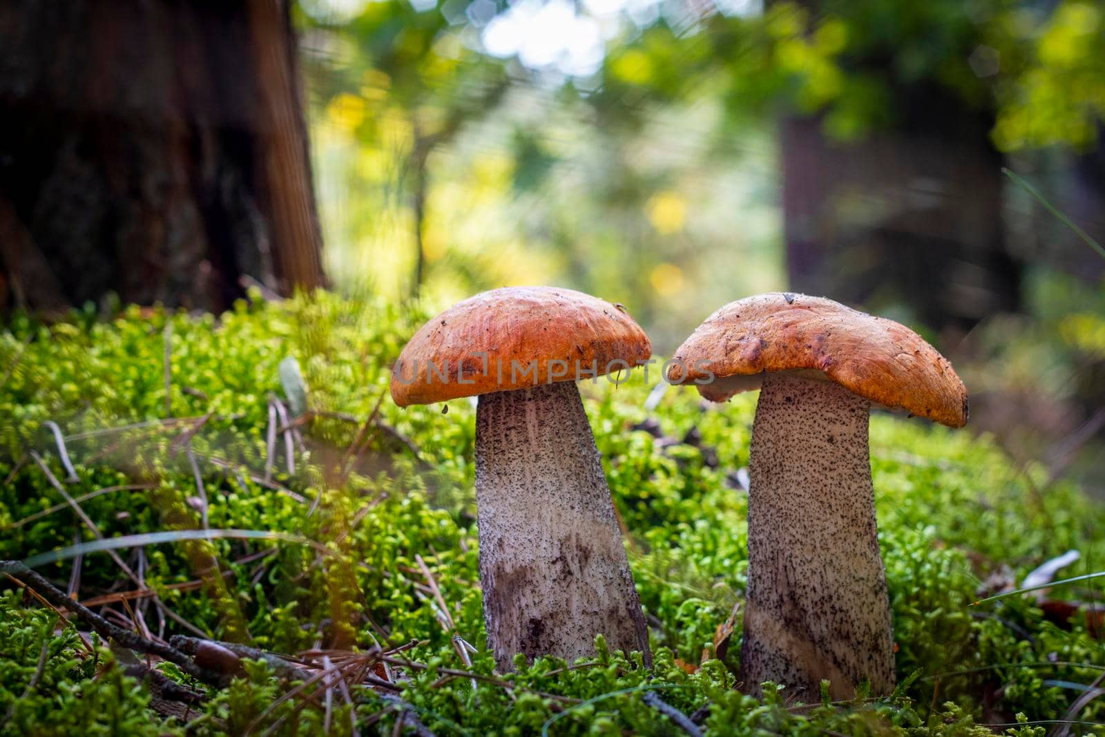 Two boletus edulis mushrooms grow in nature. Orange cap mushrooms in forest
