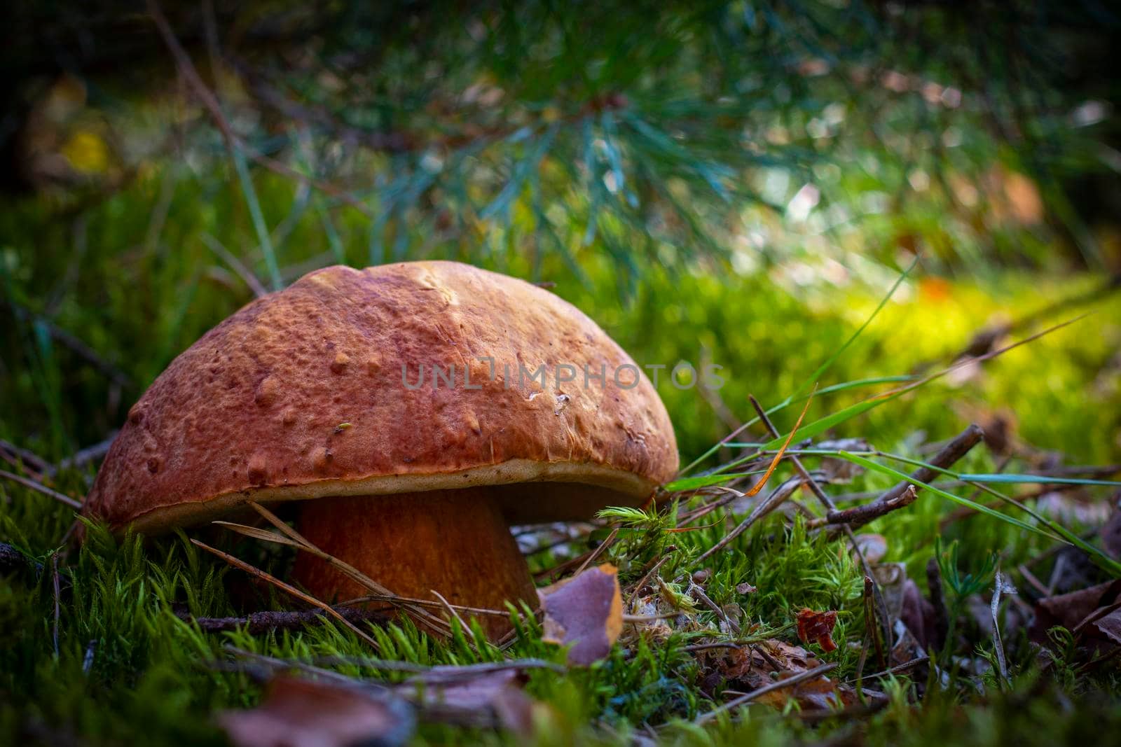 Large porcini mushroom grow in autumn wood Royal cep mushrooms food. Boletus growing in wild wood