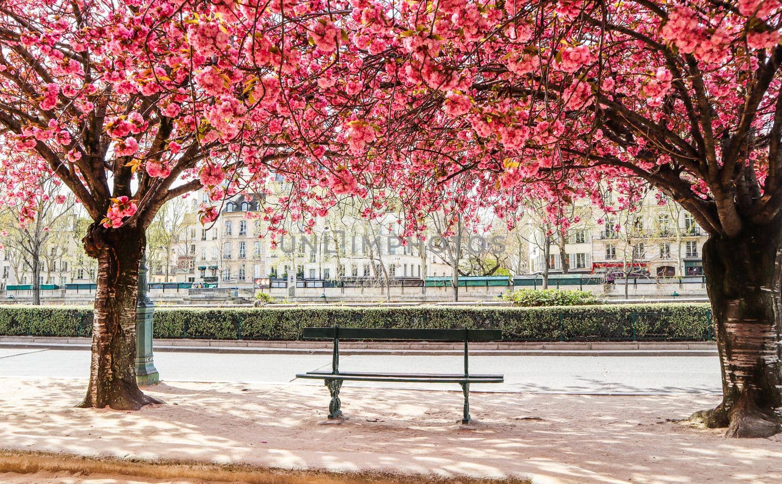 Paris, France - April 03 2019. Beautiful blooming sakura or cherry trees with pink flowers on the street of Paris in spring.