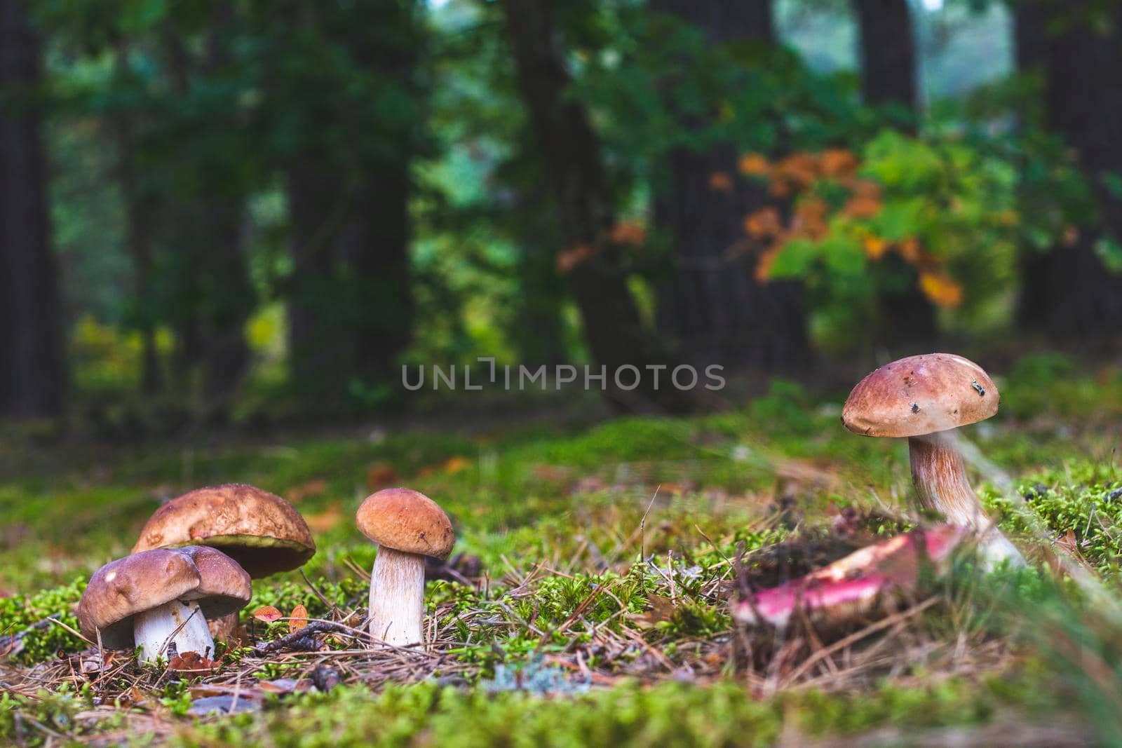 Mushrooms gows on natural forest glade. Cep mushrooms food. Boletus growing in wild nature