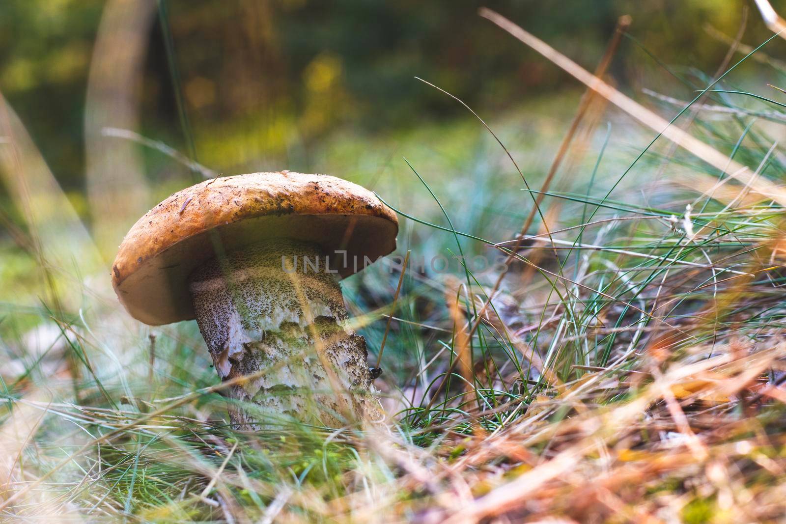 Edible boletus mushroom in wood. Wide thick Leccinum mushroom growing in wild wood