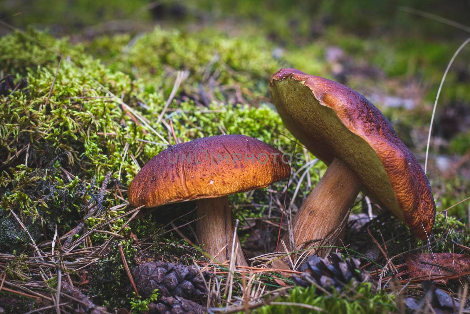 Two edible cep mushrooms in forest glade moss. Royal cep mushrooms food. Boletus growing in wild nature