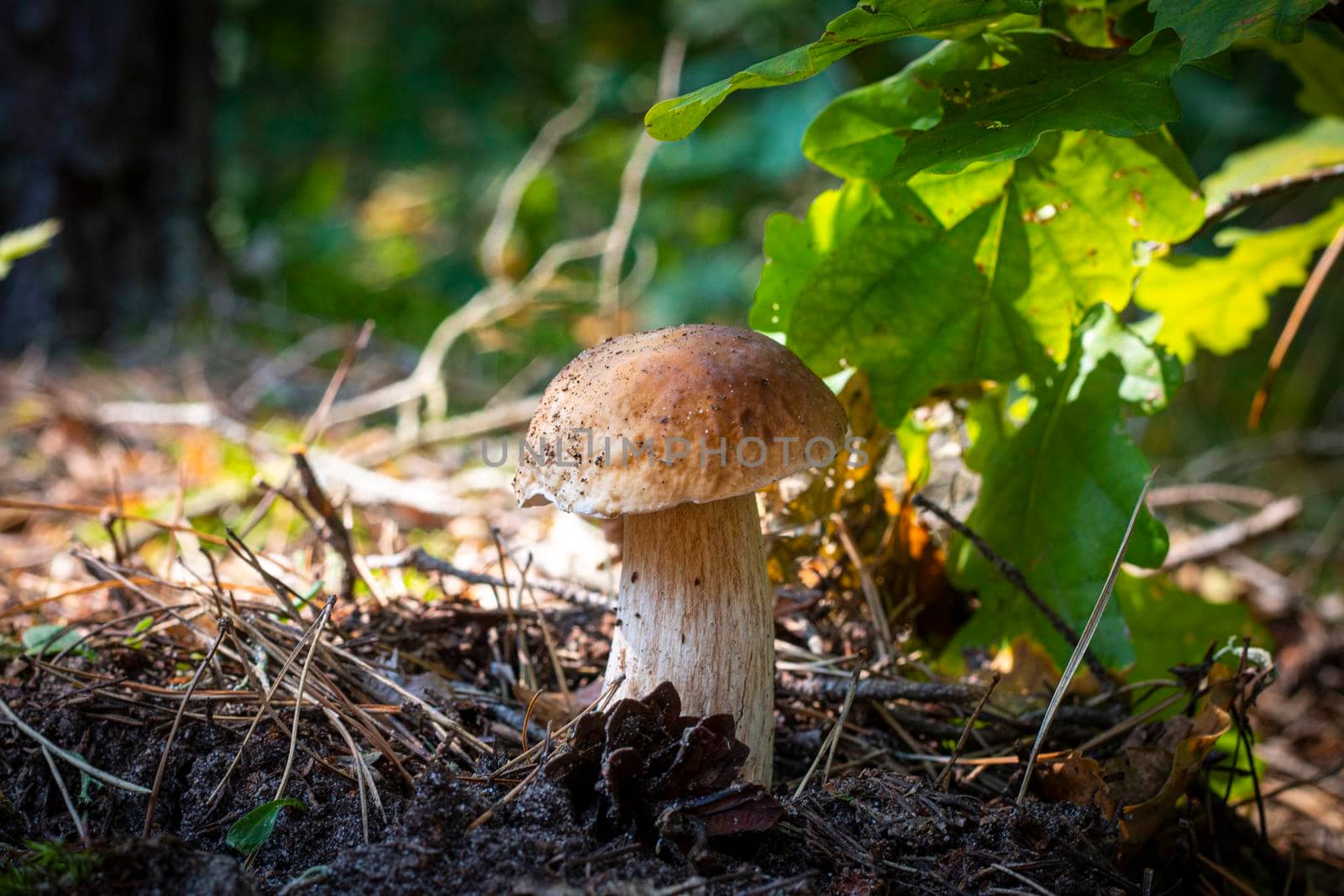 Edible cep mushroom grow in forest. Royal cep mushrooms food. Boletus growing in wild nature