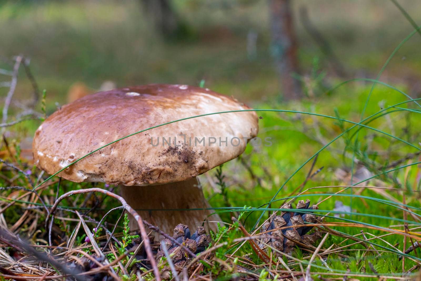 Brown cap edible mushrooms and forest glade. Cep mushrooms food. Boletus growing in wild nature