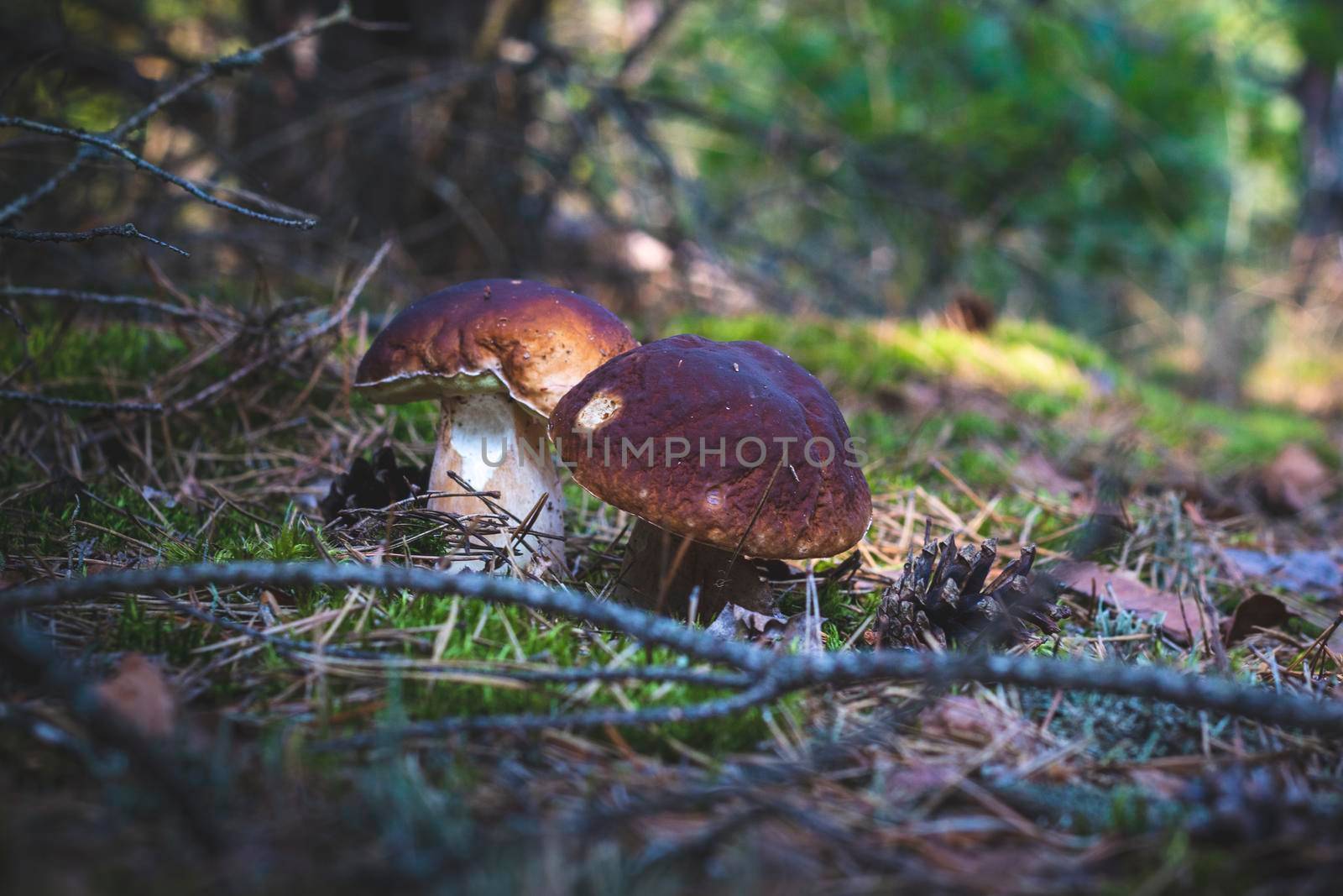 Two brown cap edible mushrooms grows. Royal cep mushrooms food. Boletus growing in wild nature